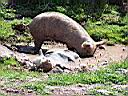 Nisyros_Fauna02_Schweine.JPG