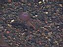 Nisyros_Fauna11_Qualle.JPG