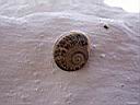 Nisyros_Fauna14_Schnecke.JPG